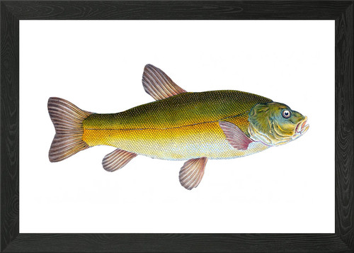 Tench cyprinus tinca framed - tench,