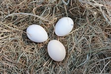 Mixed Pekin Eggs