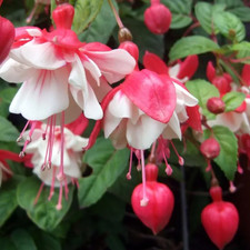Swingtime Fuchsia Live Plant -