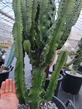 Euphorbia Ingens Cutting From The Main Plant. Collectors Cactus. Large Cut. 