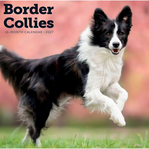 Border collies calendar 2027 - collies,