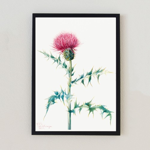 Thistle flower botanical - thistle,