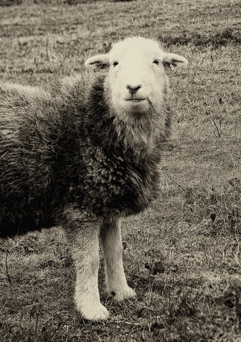 Herdwick sheep photo blank - herdwick,