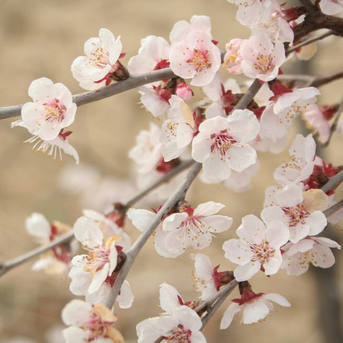 Flowering tree japanese - japanese, fuji