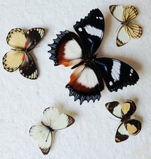  Butterfly Collection Set x5
