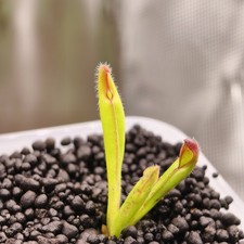 Heliamphora Nutans Kukenan