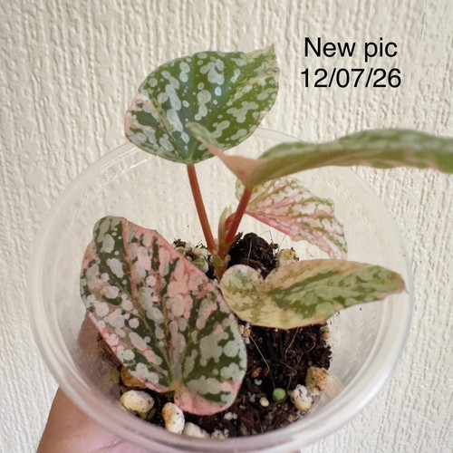 Begonia snow capped pink - begonia,