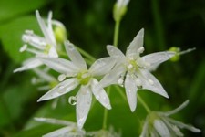 Wild Garlic Large (allium