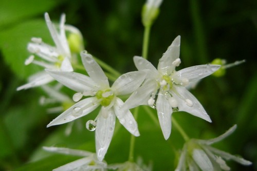 Wild garlic large allium - large, (allium
