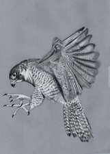Original colour pencil drawing artwork Flying Peregrine Falcon Bird of Prey GIFT