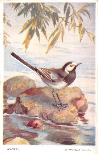 Postcard birds wagtail - postcard,