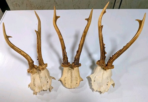 Roe deer antlers skull - 3, x