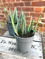 LARGE SUCCULENT PLANT - KLEINA SENECIO (STAPELIIFORMIS) Stapellia- Pickle Plant
