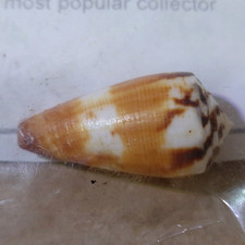 Seashell Sea Cone Snail Conus