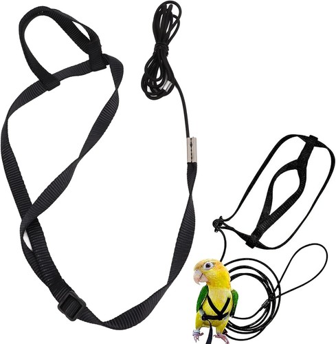 Bird harness and - bird, leash
