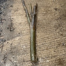 Laburnum Green Wood Plank