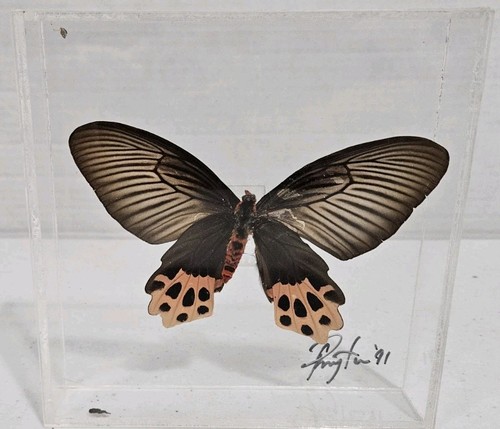 Real framed butterfly - real,