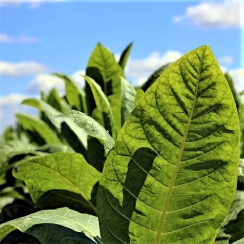 Burley tobacco 500 seeds - seeds, –