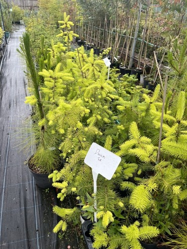 Douglas fir tree pseudotsuga - douglas,
