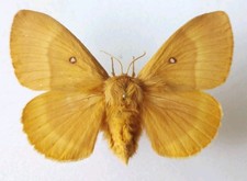 Lasiocampa Quercus Oak Eggar Moth A1 Set x1 Ideal for Framing Specimen