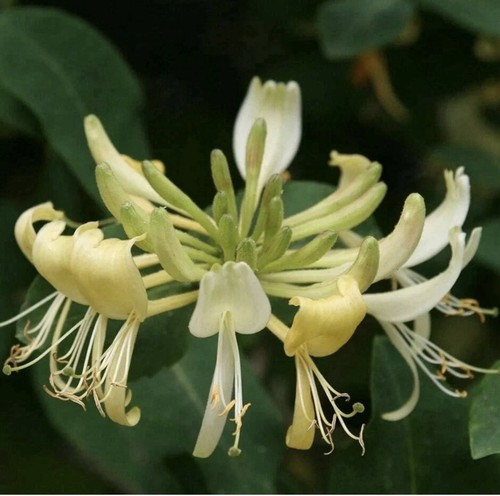 Lonicera periclymenum graham - periclymenum,