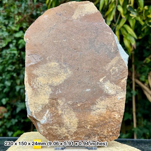 British trilobite ogyginus - trilobite,