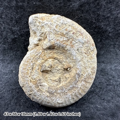 Somerset ammonite fossil - ammonite,