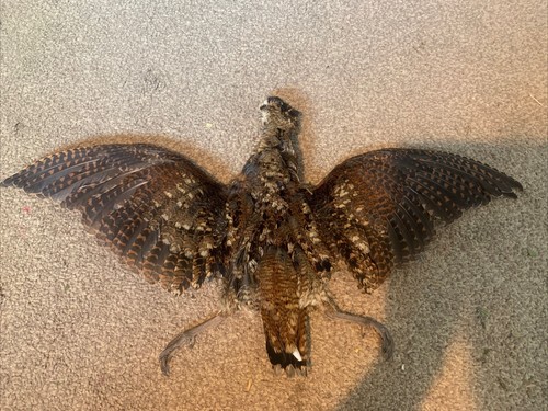 Taxidermy study skin woodcock