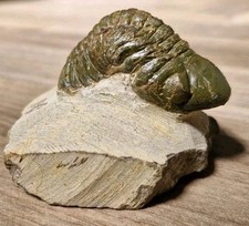 Trilobite Fossil  - Reedops
