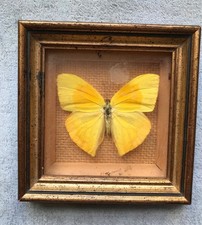 1 X Vintage Exotica World