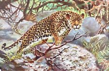Stalking Leopard on watch. Boots Cash Chemist. "Wild Animal"  Series 30. 1907.