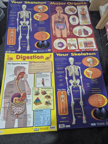 Human anatomy educational - human,