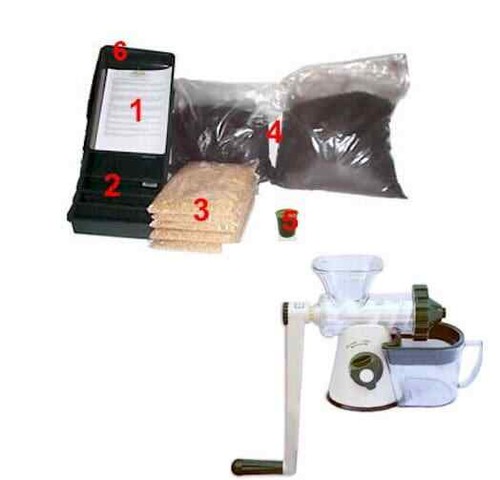 Wheatgrass beginner growing - wheatgrass,