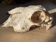 Large Ram Sheep Skull 