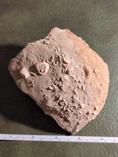 Jurassic Fossil Block With