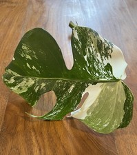 Monstera Albo Variegated