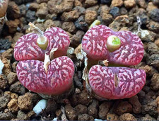 10x Conophytum Pellucidum