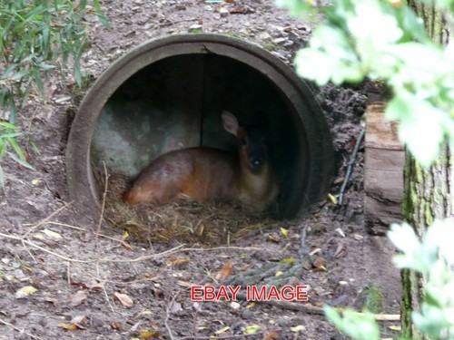 Photo nuremburg zoo muntjac - ,