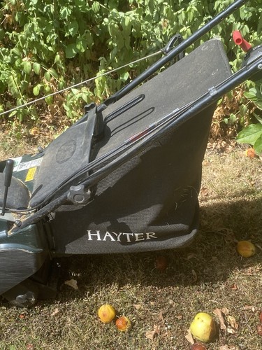 Hayter harrier - hayter, 41