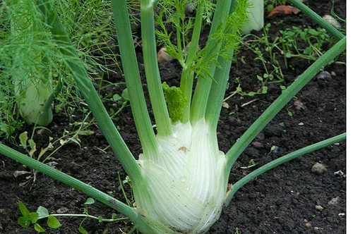 Fennel florence plug - florence,