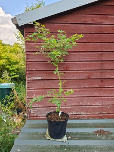 Acer palmatum hino tori - acer,