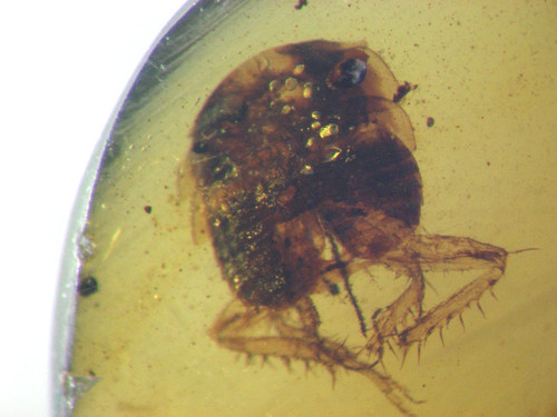 Cretaceous amber fossil - w/,