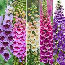 Foxglove Excelsior Mixed Organic seeds 500 approx