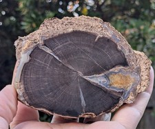 Ostracods in petrified wood