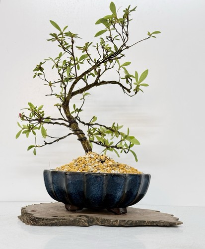 Way life bonsai tree - bonsai,