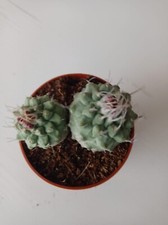 Strombocactus disciformis 2