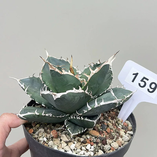 1pieces 10cm seedgrowth - 8-10cm,