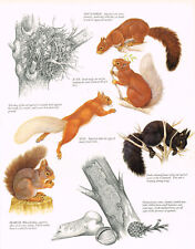 Red Squirrel Coat Changes