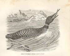 Old Antique Print Great