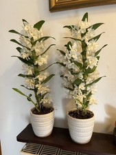 2 X Marks & Spencer Dendrobium Orchids Real House Plants in Glazed Ceramic Pots